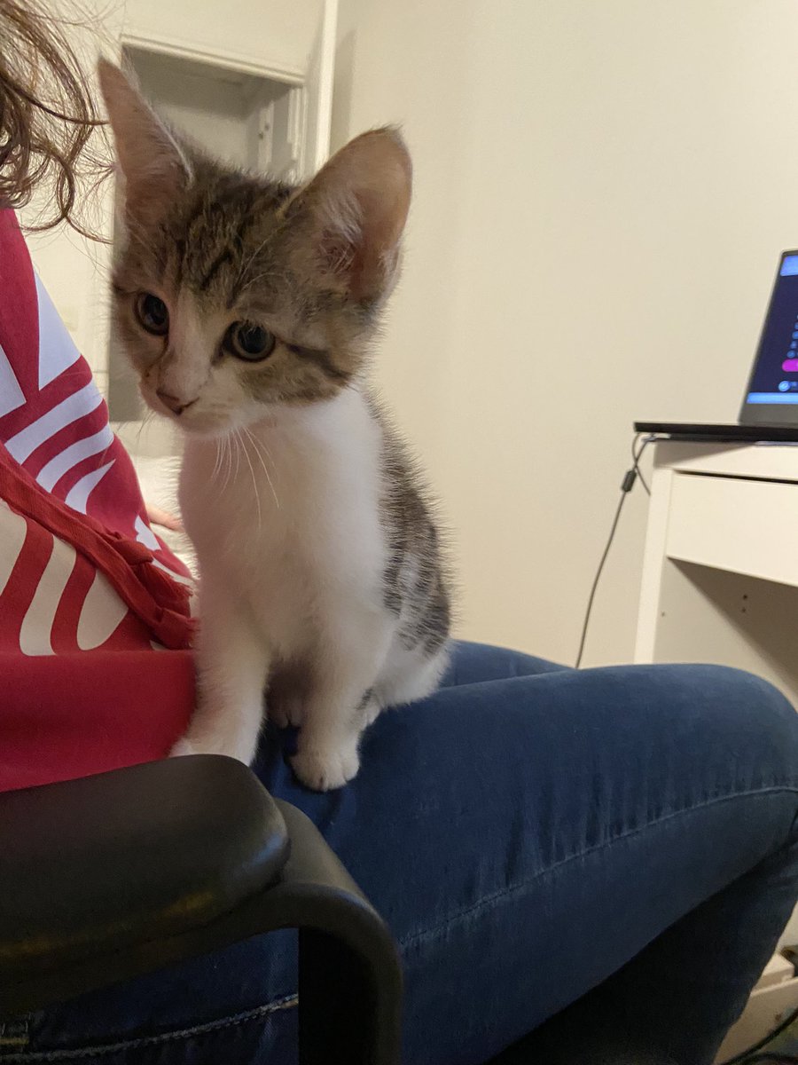 fibre396's tweet photo. Bienvenue à Sukuna qui rejoins officiellement l’équipe en tant que 6 eme joueur ! ❤️🥰 https://t.co/psXuZgrOPY