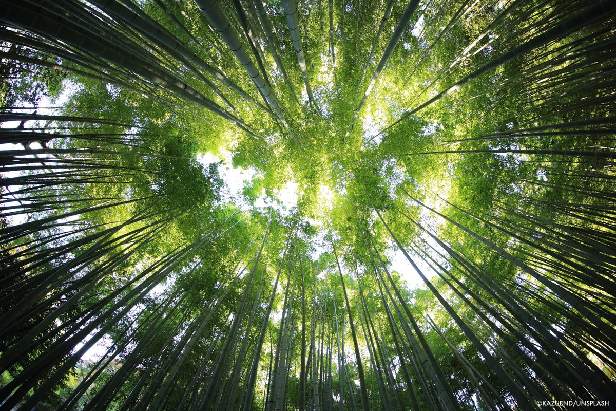 This #Thanksgiving week, one reason to be thankful for nature is its role in climate regulation.

🌳 Forests sponge up nearly 1/3 of our carbon pollution each year

🌞 Prevent global climate from being at least 0.5° C warmer than it is today

More reasons: bit.ly/30VKWN0