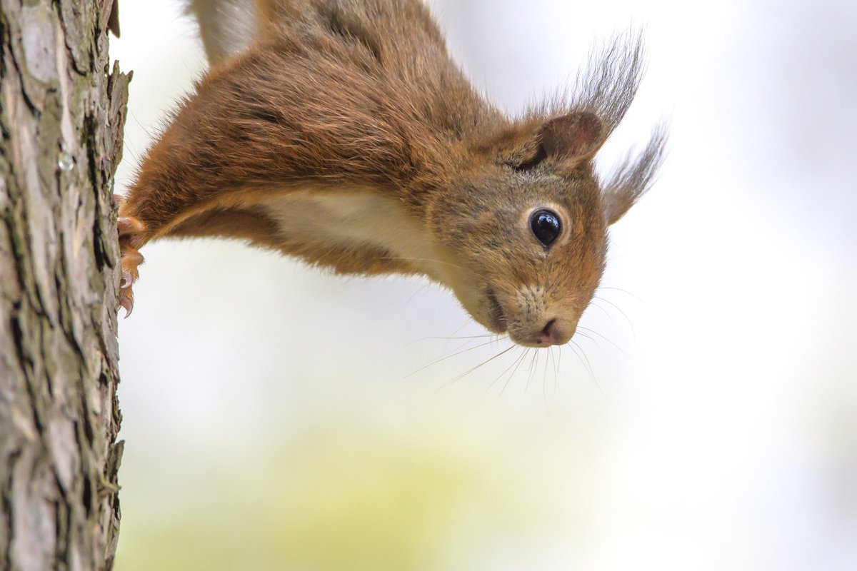 Dorry Cox tweet media