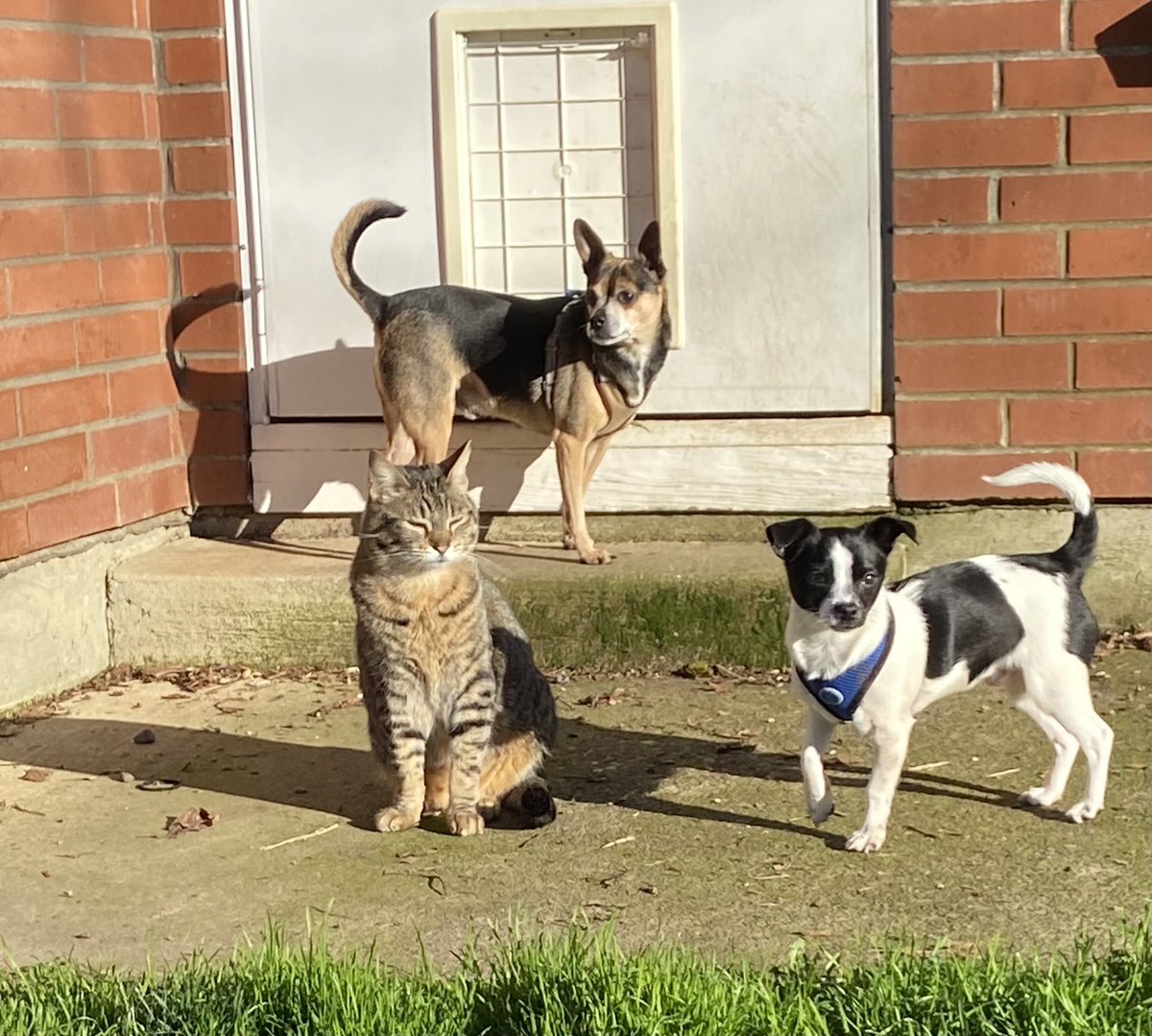 Portlandrea's tweet image. Drop a pic of your pet that looks like an album cover

The Trouble Towns