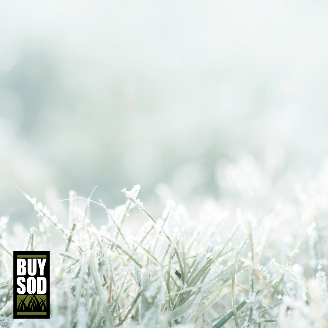 #winterizing The most important step is to drain the water. This removes water that remains in the pipes &amp; prevents it from freezing &amp; bursting those pipes. Read all the basic steps at buysod.com/winterizing-ir…

#irrigation  #turfgrass #landscapecompany #lawncare #buysod #protip