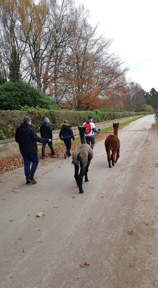 HeatonIha's tweet photo. So proud of our @CroxtethCampus students for completing their @NCS programme with @Catch22! They’ve had a brilliant time doing a Sponsored Alpaca Walk today to raise money for @AlderHeyCharity and @LivSunflowers. https://t.co/4OjljfmZFg