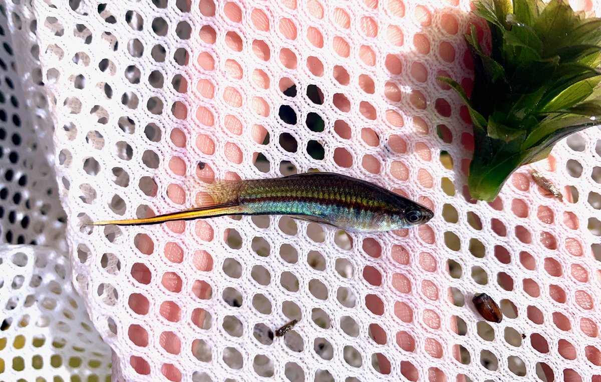 mo_cace's tweet photo. 𝘟𝘪𝘱𝘩𝘰𝘱𝘩𝘰𝘳𝘶𝘴 𝘩𝘦𝘭𝘭𝘦𝘳𝘪𝘪 in La Mintzita, Michoacán

#invasivepoeciliids
#invasivefish https://t.co/wfoFA7nlfU