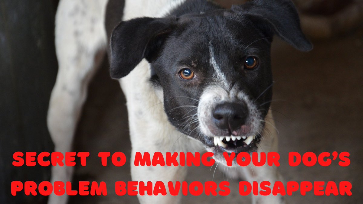 What is the Secret to Making your Dog’s Problem Behaviors Disappear? Click on this link to find out!! doggyadmirer.com/the-secret-to-… #dogtraining #dogtrainingtips