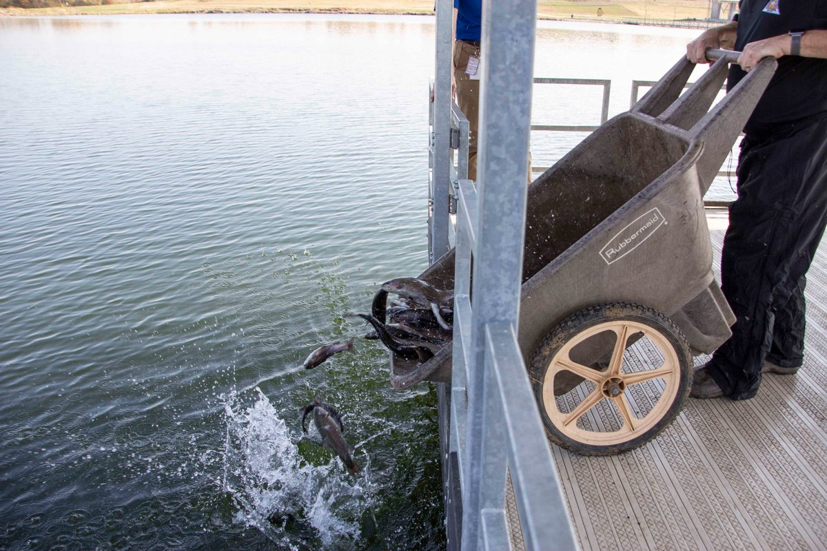 raypecschools's tweet photo. Students from the Ray-Pec Enterprise &amp; Design program are helping @mdc_online improve the process for stocking Johnston Lake in Raymore with rainbow trout. Ray-Pec E&amp;D students earn credits  while working on real-world projects. #raypec #aschoolofchoicerp https://t.co/ermkjRY08g https://t.co/miNSBd6QBO