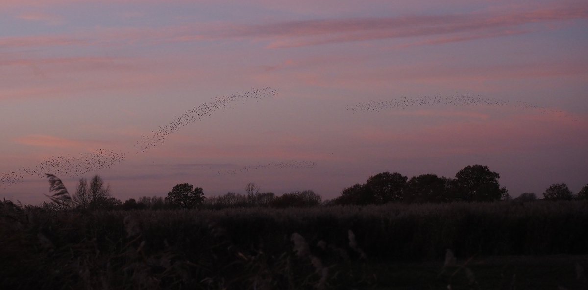 Bedfontbird's tweet photo. Plenty of starlings but not much action on the #murmaration front at Otmoor this evening, but lovely to see a Bittern, Marsh Harriers and two Red-breasted geese #autumn @Natures_Voice #starlings #birds #sunset @OlympusUK https://t.co/hEQfxRyDbF