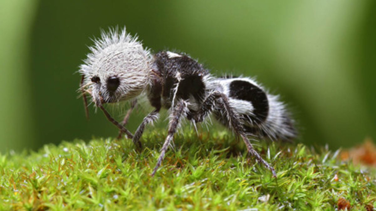 ms_mkent's tweet photo. Best part of teaching, is getting to be a learner too! Today I was introduced to the panda ant. They look like an ant but are actually part of the wasp family. Another student chimed in โI know them. They are from my country, Chile!โ #mondayfunfact @westcot_school https://t.co/I4jyX57vgd