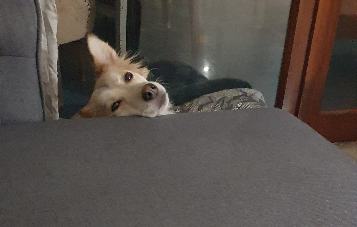 Stefano_Bini1's tweet photo. SULLA CUCCIA, CON IL MUSINO SUL DIVANO... MA QUANTO È BBBBBELLO?
🦊🤣❤
#stringa #ilovemydog #nonabbandonare #nonabbandonate #milano2 #milanodue #22novembre2021 #22novembre #meandmydog #supergreenpass #GFVip2021 #tv #DIVANO #amorepeloso #relax #stringaandme #coccole #amore https://t.co/fDYv7akOV6
