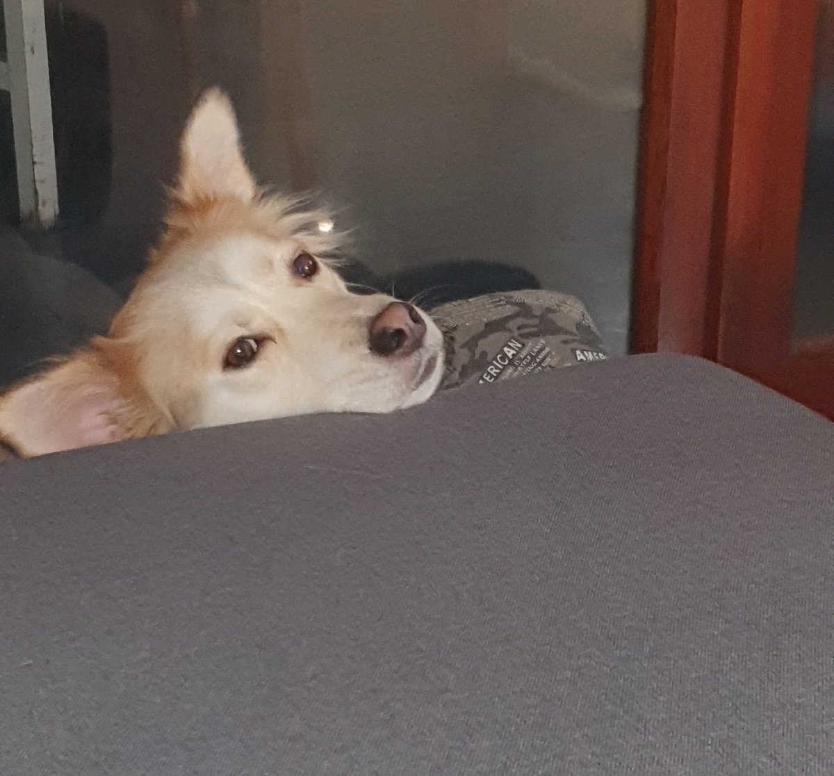 Stefano_Bini1's tweet photo. SULLA CUCCIA, CON IL MUSINO SUL DIVANO... MA QUANTO È BBBBBELLO?
🦊🤣❤
#stringa #ilovemydog #nonabbandonare #nonabbandonate #milano2 #milanodue #22novembre2021 #22novembre #meandmydog #supergreenpass #GFVip2021 #tv #DIVANO #amorepeloso #relax #stringaandme #coccole #amore https://t.co/fDYv7akOV6