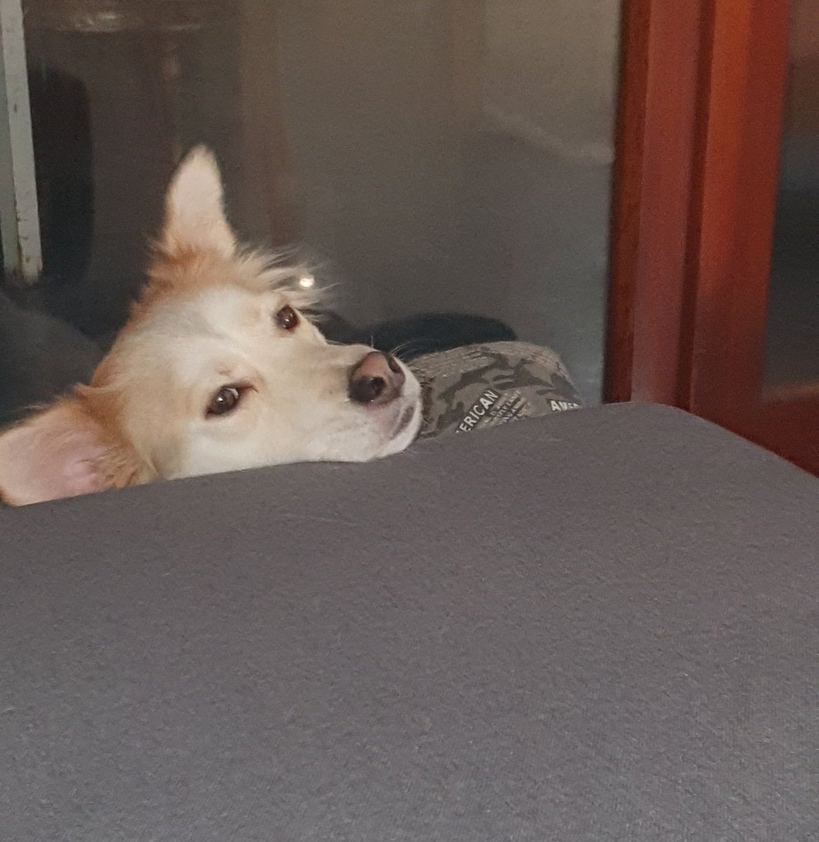 Stefano_Bini1's tweet photo. SULLA CUCCIA, CON IL MUSINO SUL DIVANO... MA QUANTO È BBBBBELLO?
🦊🤣❤
#stringa #ilovemydog #nonabbandonare #nonabbandonate #milano2 #milanodue #22novembre2021 #22novembre #meandmydog #supergreenpass #GFVip2021 #tv #DIVANO #amorepeloso #relax #stringaandme #coccole #amore https://t.co/fDYv7akOV6