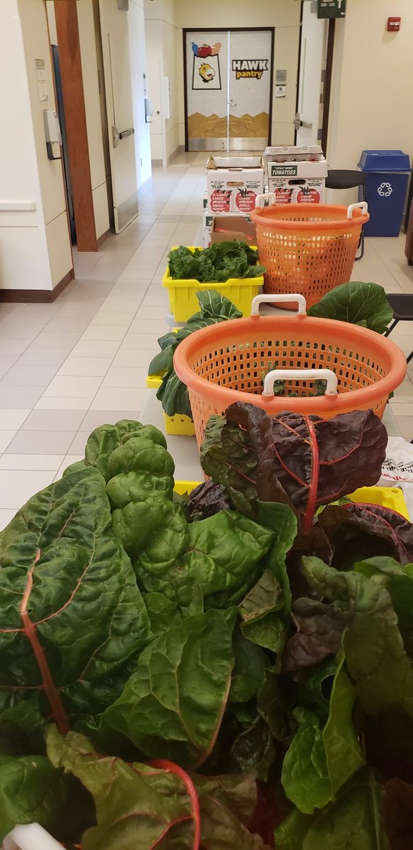 CSMHeadlines's tweet photo. Farming 4 Hunger &amp; CSM celebrated the first harvest from our Market Demonstration Garden today to provide fresh Fall produce in conjunction w/ the opening of our new, fully stocked Hawk Pantries. Happy Thanksgiving week @CSMHawks. We're here for you. @CSMPrez @MD_CommColleges https://t.co/XzIIgDD1A0