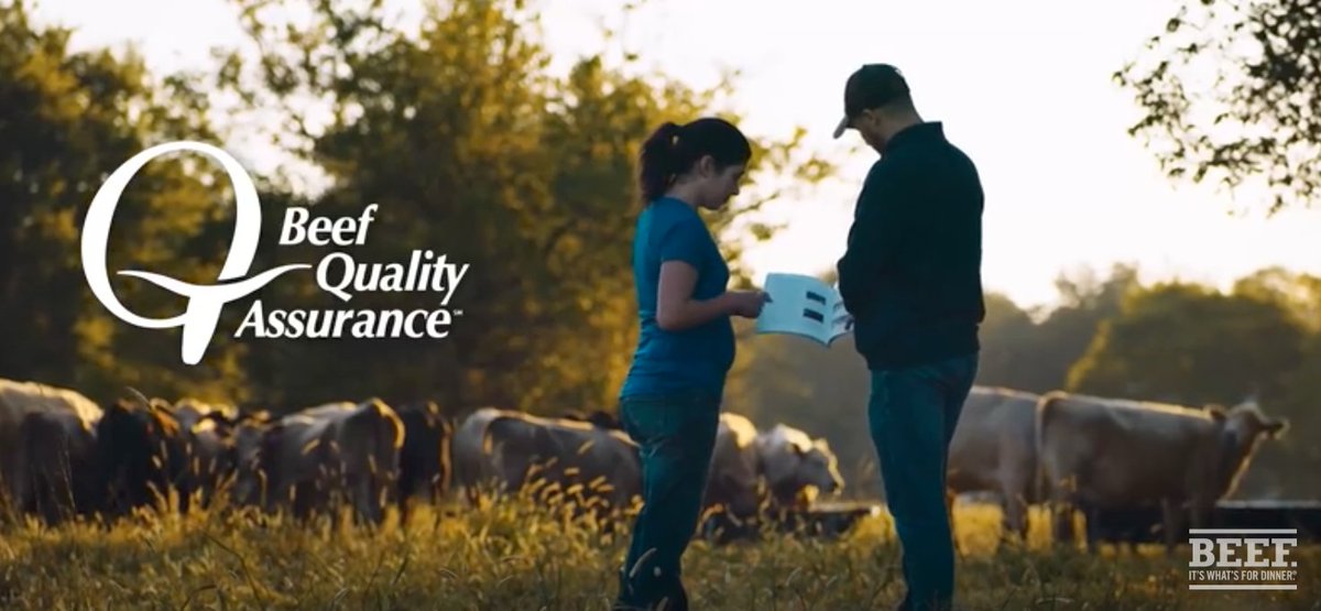 Beef Quality Assurance (BQA) helps beef farmers and ranchers raise better beef so you can feel even better buying it. Learn more about BQA Certified. #ProteinStrong >> bit.ly/Beef-BQACertif…