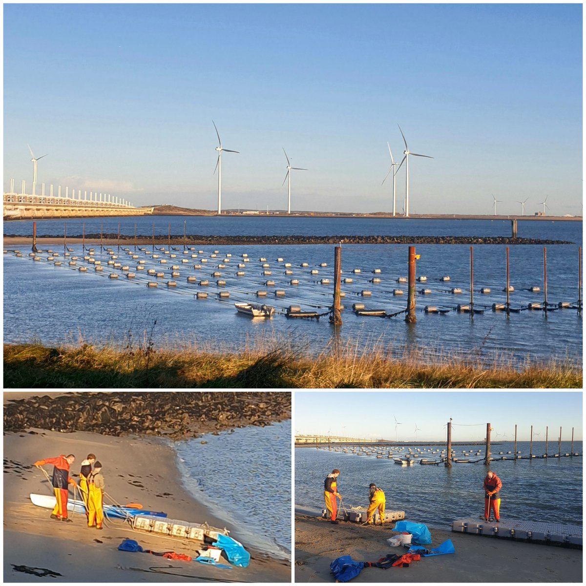 The perfect weather to do some work on the water at the <a href="/zeewaar/">Zeewaar</a> #seaweed farm. Taking gear out of the water before winter sets in. Plus checking lines, counting stuff, prepping to plant, and getting wet (it never fails!). such a beauty, that farm 😍🌊 We got tanned☀️ <a href="/valgorize/">ValgOrize Interreg2Seas</a>
