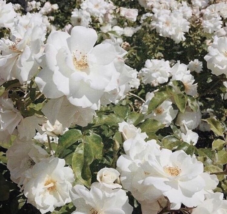 ‏ْ (@piinkifairy) on Twitter photo 