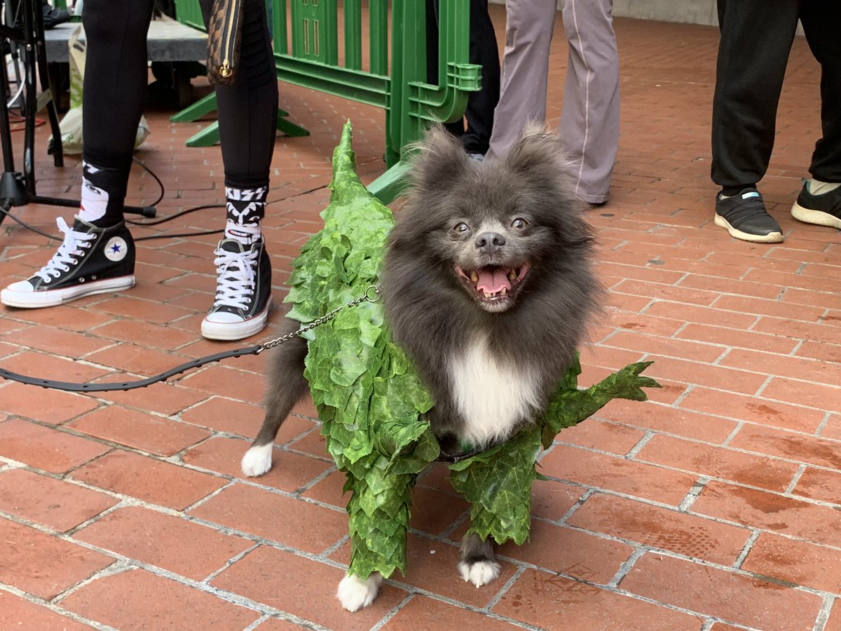 Have you ever imaged a puppy with green bat wings is running on the sidewalk? Or a little puppy covered with green leaves, pretending he is the dinosaur topiary bush ? 

word.emerson.edu/foundationsofj…

#JR102