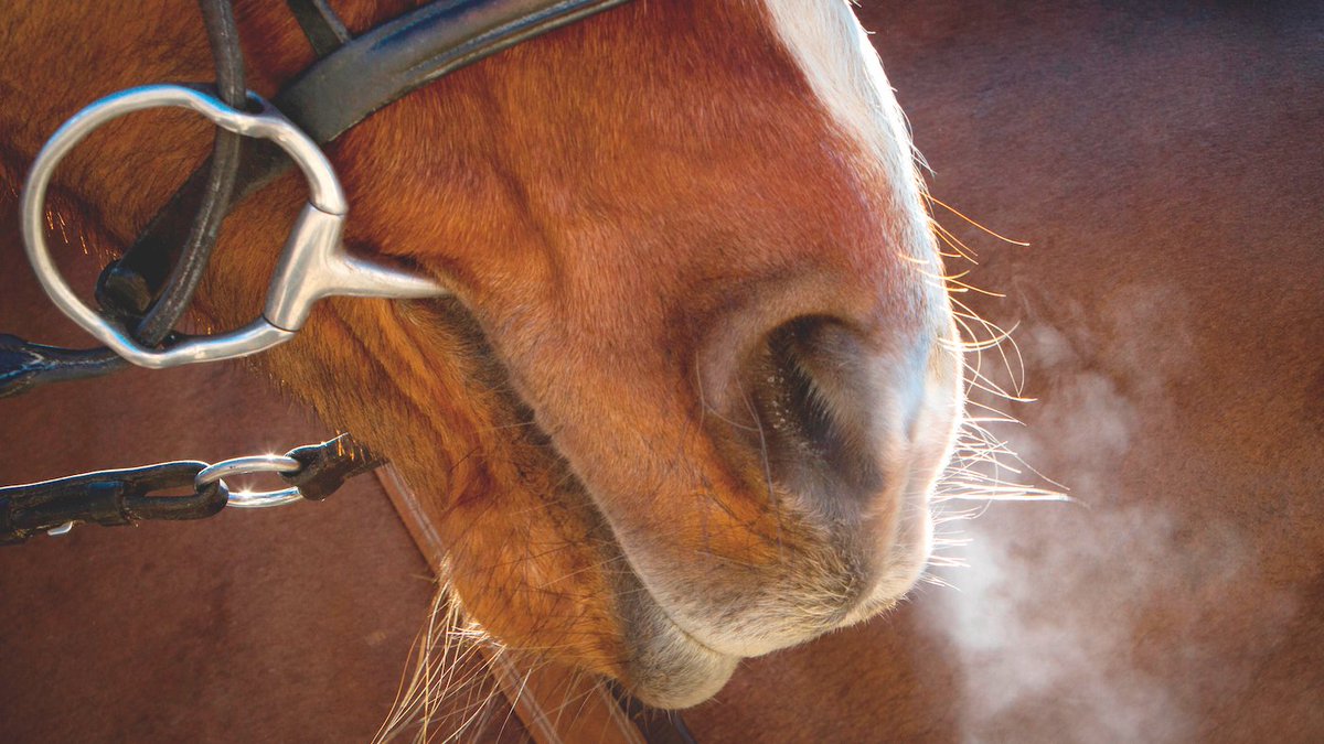 Horse & Hound tweet media