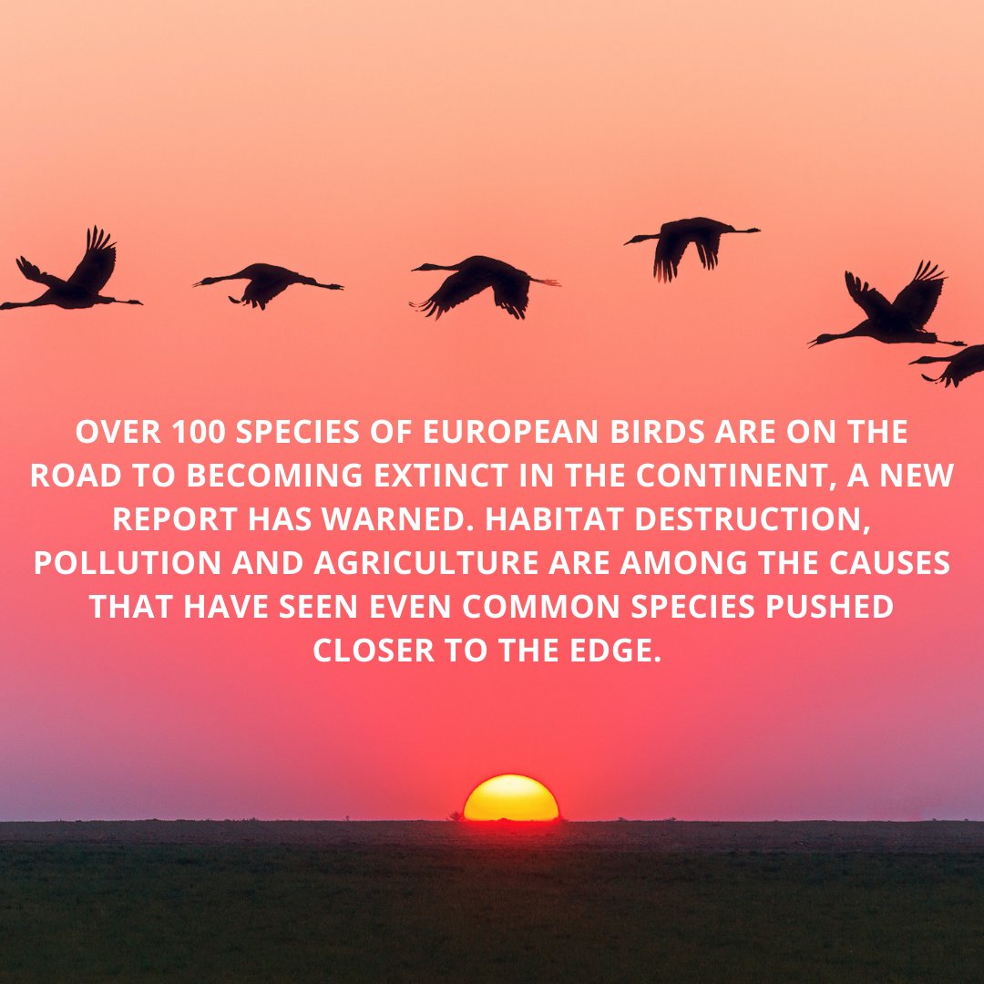 globalgreen's tweet photo. 🐦The European Red List of Birds found that many of the 500 species of birds living on the continent are closer to being wiped out, as humanity's impacts on the environment take their toll. 
.
.
#globalgreen #birds #extiction #climatechange #savetheplanet #extinction https://t.co/Iv4rkKRpXL