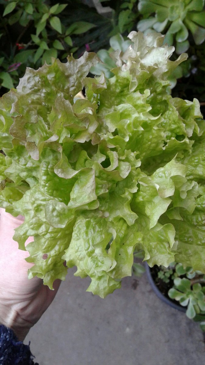 greenbeltsal's tweet photo. @GardensHour #GardensHour the last outdoor lettuce picked...
Have enjoyed a bit of #TomAndBarbara's #TheGoodLife https://t.co/RWEd3yHvVt