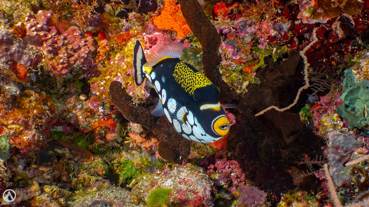 GiselleHoliday's tweet photo. Stuff we see. Clown Triggerfish, Fiji
#JollyHolidaySailing #clowntriggerfish #Fiji #GreatWhiteWall #scubadiving #SomosomoStrait #SouthPacific #triggerfish https://t.co/CC2Nh9JnYt