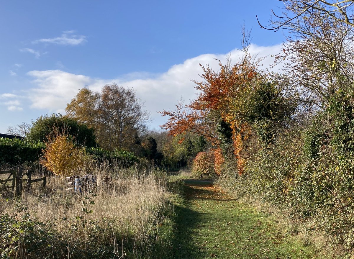 Found a new nature reserve this weekend: Kingfishers Bridge near Stretham (Ely way). Lovely to think this could just be fields but someone decided to earmark this corner of the fens for wildlife!
Golden leaves, blue skies and big white birds (Spoonbills &amp; a great white egret 😄)