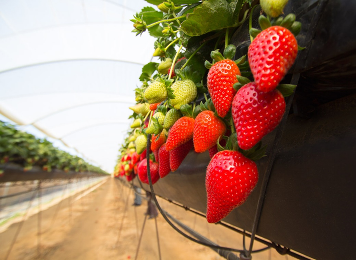 UFPlantbreeding's tweet photo. Learn more about our Fall 2022 graduate assistantship positions: Plant Breeding Graduate Initiative (PBGI), CALS Dean’s Award and Plant Breeding faculty funding at https://t.co/4n0VbsV02b. 
🧵8/8 https://t.co/AjIRNGZ76W