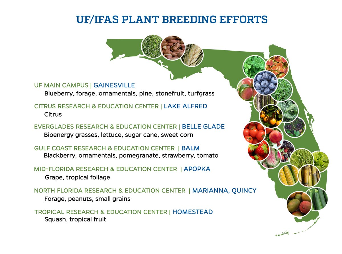 UFPlantbreeding's tweet photo. Did you know? Our 27 faculty have developed over 300 varieties, licensed and grown in over 60 countries. They are strategically located throughout Florida and breed 50 diverse crop species for food, feed, fiber, fuel, shelter, ornamental purposes, and ecosystems services. 
🧵6/8 https://t.co/ju4VmAfBS7