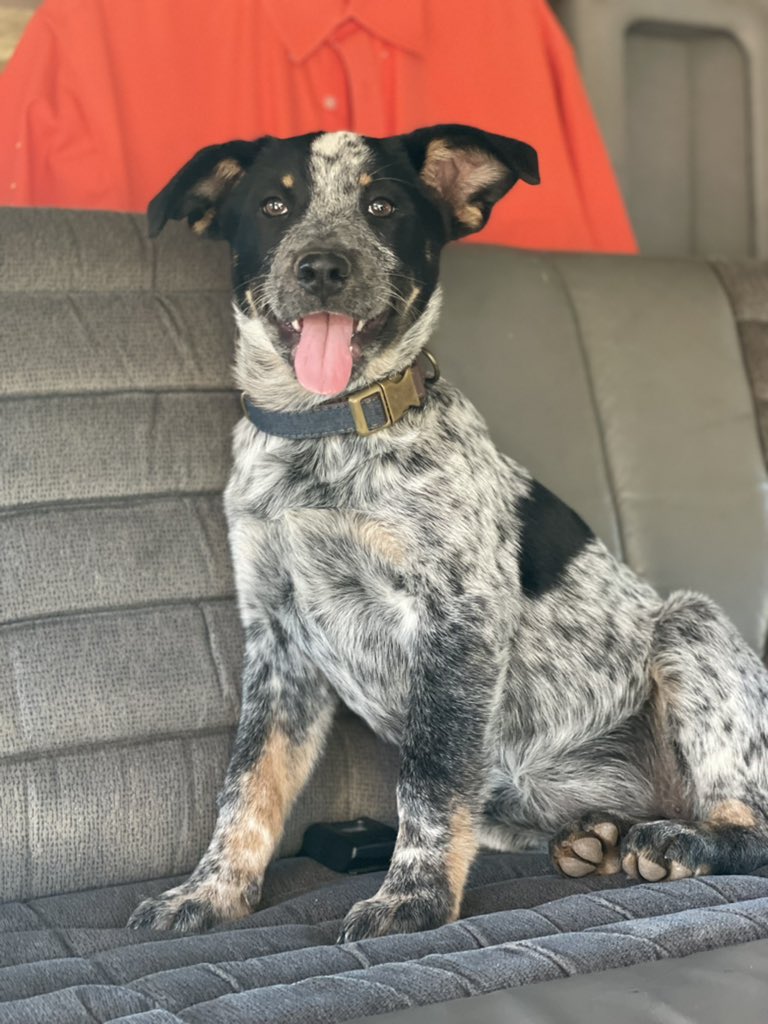 My sweet baby, Delta needs all the prayers right now!!! Praying she makes it through this bad virus🥺🤍