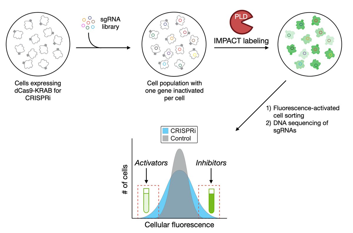 basktastic's tweet image. 🚨New paper! We applied our #bioorthogonal #lipidtime imaging methods with CRISPR screening to discover new regulators of phospholipase D signaling. Thrilled to see this work of Tim Bumpus, Shiying Huang, &amp;amp; @ReikaTei published in @PNASNews: pnas.org/content/118/48…. Thread: 1/7