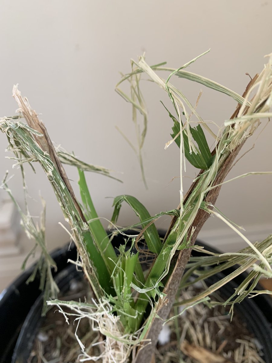 🤫 Don’t tell my mom what I did to her favorite plant