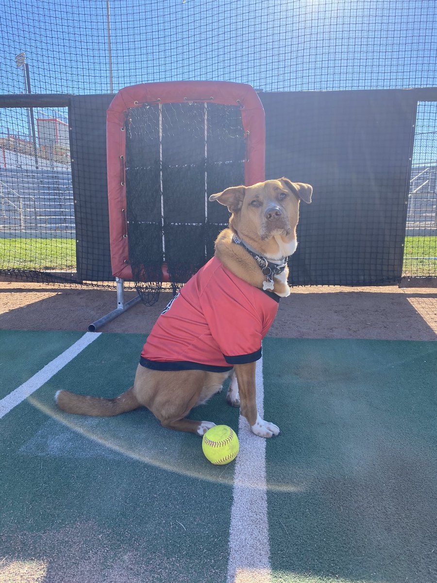 THEkhawk13's tweet photo. Monday Motivation from our favorite mascot!! #MondayMood #GoLobos #UNMsb #LoboCher #fortheloveofthegame #takemeouttotheballgame https://t.co/KSVQZPZkEM