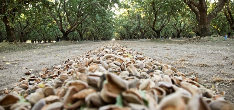 Snacktivistfood's tweet photo. Did you know that it costs approx 1 gallon of water to grow 1 almond? 😮 We believe that regenerative farming is key to making almonds more sustainable. 

Check out this article to see why we don't use almond flour and why we focus on water conservation:

https://t.co/DIgk85SpnA https://t.co/wAfd7oTOVH