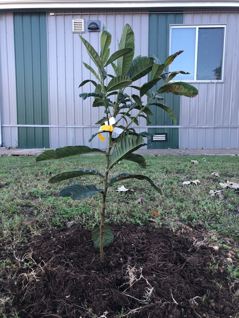 peas_community's tweet photo. What's growing on?! ๐ณ
It's tree-planting season here in Texas! This loquat tree was recently planted by some amazing volunteers during our Fall It's My Park Day Event.
@treefolks @cunninghamelematx #thinktrees #neighborwoodstrees #aisdproud #PEAScommunity https://t.co/bvcBFolRmy