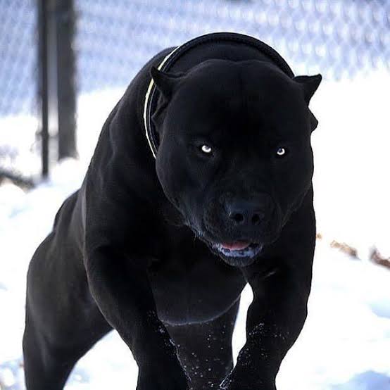 OzerginUgurcan's tweet photo. @koinefendisi Ozaman buradayız 🆘🆘🆘🆘🆘
@BscPitbull https://t.co/Chkh203Nmw