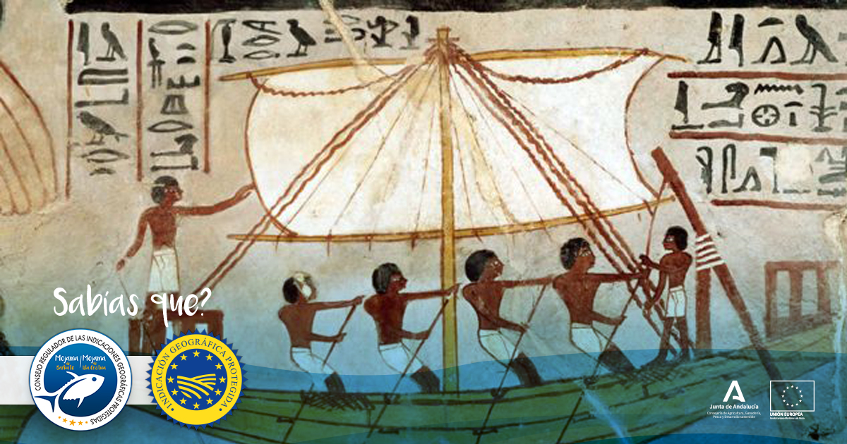 📌Si bien se atribuye a los fenicios el comienzo de la salazón del atún, obteniendo #mojama como producto, parece ser que fueron los egipcios los primeros en aplicar esta técnica de conservación a diferentes tipos de carne👍

#mojama #mojamaIGP #Barbate #IslaCristina #gourmet