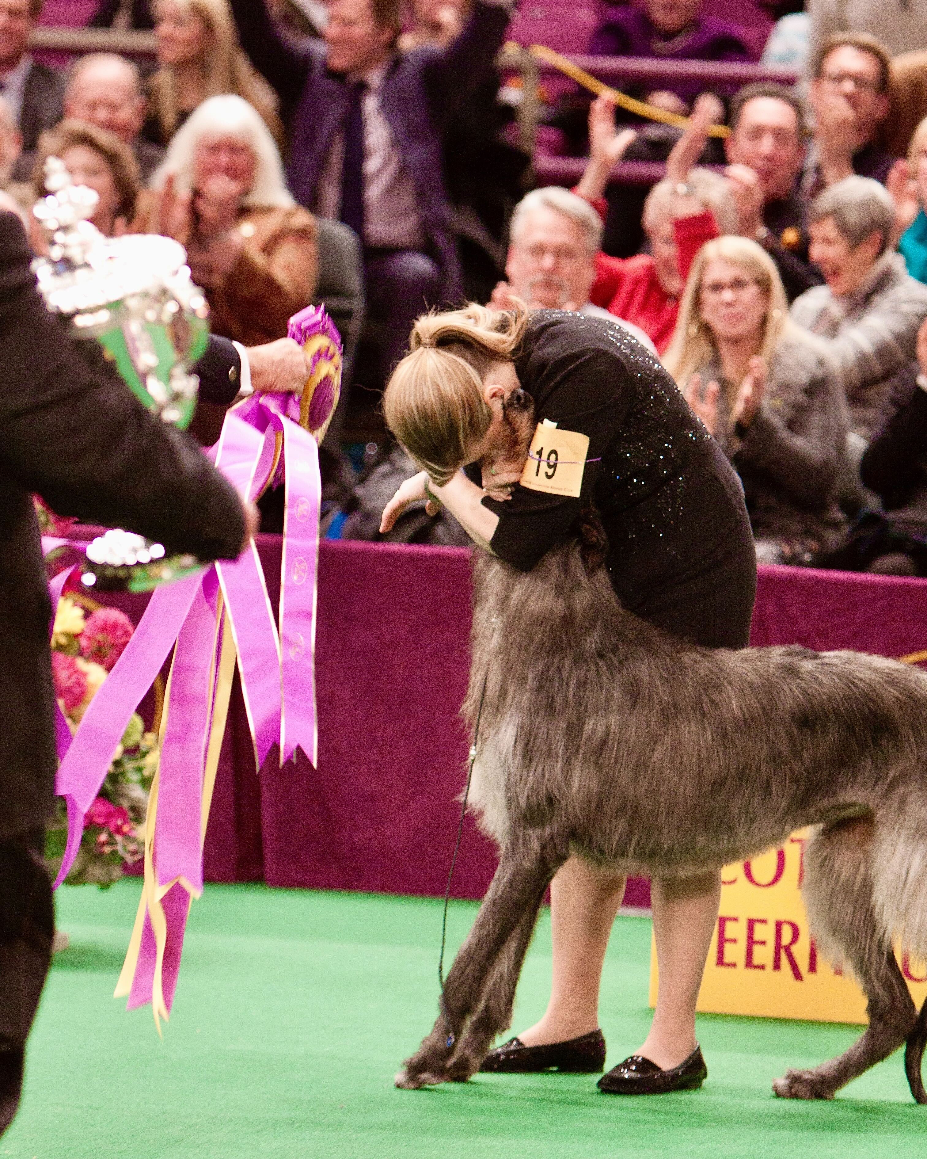 westminster dog show wkcdogs twitter