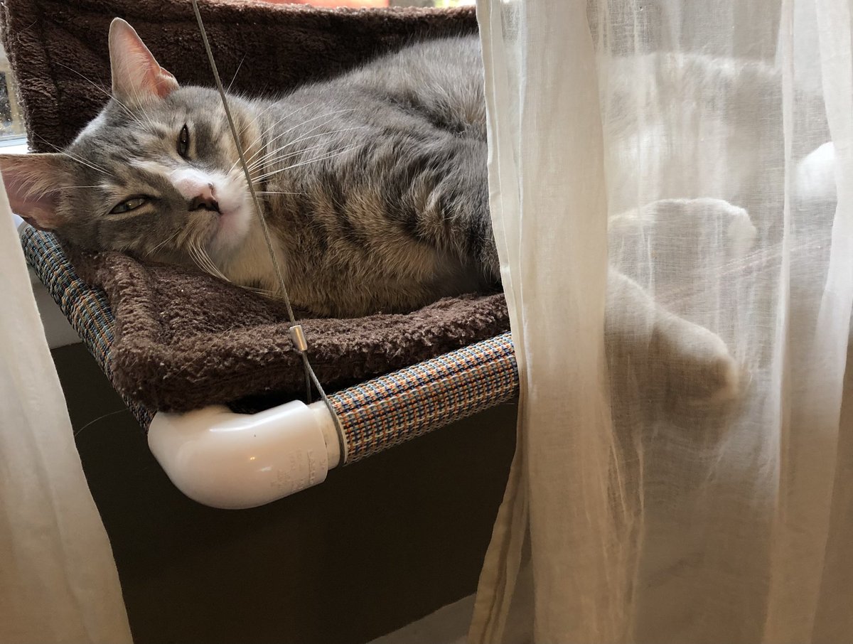LaphroaigKitty's tweet photo. Could you please close the curtains? 
😼 🛌 
#MondayMotivation #CatsOfTwitter #TheCatsWeTweet https://t.co/cd0ZbYsPFX