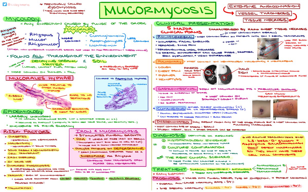 It's Mucor Monday! 🍄🦠 Turned my mucor one-pager into a white board activity for an interactive MTC. Thanks @RehanS_ID for being our expert and this cool pearl🦪: Lipid ampho doesn't conc in urine ➡️ conventional (deoxycholate) is needed for renal dz #MedTwitter #IDTwitter