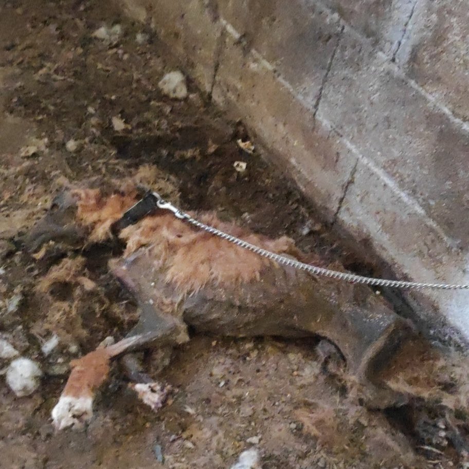 Bonjour <a href="/VilleLunel/">Ville de Lunel</a>,
Aujourd’hui, une jeune fille est venue vous signaler ça ⤵️
Un refuge pour animaux, que vous subventionneriez, abandonne et tue en masse.
Il paraît que je vous "emmerde déjà avec la corrida", je ne voudrais pas publier d’autres photos macabres.
Merci d’agir !