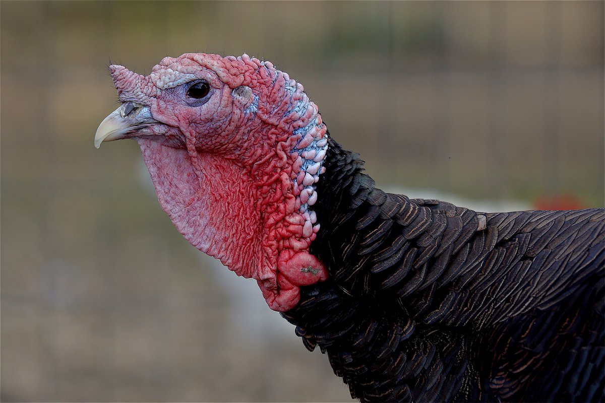 worldanimalday's tweet photo. From breakfast to lunch to desserts, @MakeItDairyFree has tons of delicious ideas for a #turkeyfree #Thanksgiving on Thursday! 🦃
Why not try some at #Christmas too? 🎄
Choose your favourites and share your own ideas:
https://t.co/TwNRy6OmQy
#vegan #plantbased #ditchdairy https://t.co/KZpVBPocrc