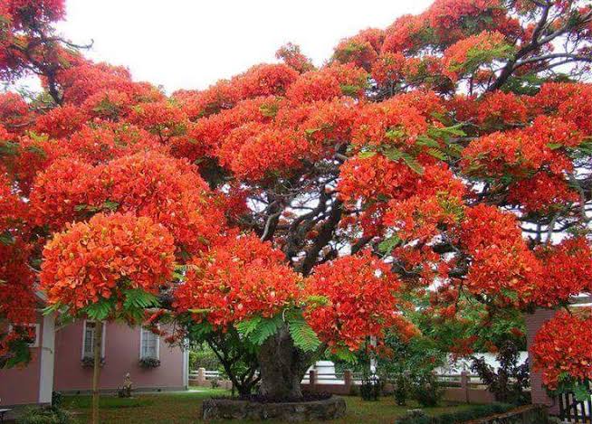 <a href="/AarTee33/">आरती सिंह</a> <a href="/choteesibaat/">lavanya</a> <a href="/pareeknc7/">Narpati C Pareek 🇮🇳</a> <a href="/ArchanaVed/">Archana Sharma</a> <a href="/kr0271amit/">अमित🇮🇳</a> @ShwetaJha01 <a href="/tripathiarun123/">Arun Kumar</a> <a href="/GeetaNatha/">GeetaNatha</a> <a href="/MengiKuldip/">Kuldip Mengi</a> <a href="/margret_017/">Margret.</a> <a href="/VineshGaba/">Vinesh Gaba</a> वह बैठी रहती थी, हर साँझ,
तकती बाट प्रियतम की , चुपचाप
गुलमोहर की छाँव मेँ !
जेठ की तपती धूप सिमट जाती थी,
उसके मेँहदी वाले पैँरोँ पर
बिछुए के नीले नँग से, खेला करती थी
पल पल फिर, झिडक देती ...
#लावण्या_शाह
#जन्मदिन 🎂💐
#काव्य_कृति ✍🏼#काव्य✍🏼