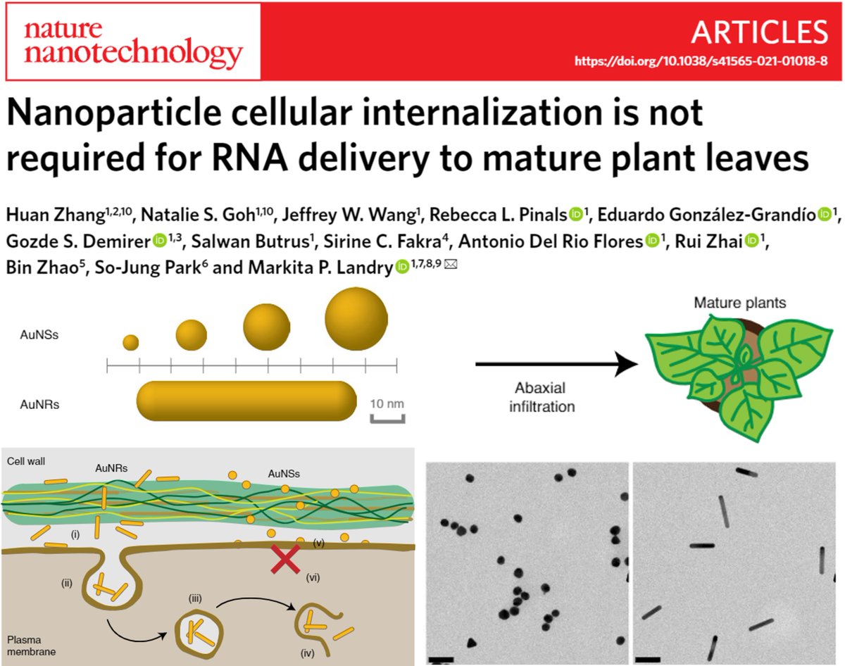 Landry Lab (@landry_lab) on Twitter photo Want to deliver RNA in plants 🪴with nanoparticles 🧪? Nanoparticle cell entry isn't needed! Check out <a href="/_nanonat/">Natalie Goh</a> & <a href="/HuanZhang16/">Huan Zhang</a>'s paper out today in <a href="/NatureNano/">Nature Nanotechnology</a> featuring nanospheres, rods, and a transport mechanism for nanoparticles in plant tissues! tinyurl.com/2mm28aha Want to deliver RNA in plants 🪴with nanoparticles 🧪? Nanoparticle cell entry isn't needed! Check out <a href="/_nanonat/">Natalie Goh</a> & <a href="/HuanZhang16/">Huan Zhang</a>'s paper out today in <a href="/NatureNano/">Nature Nanotechnology</a> featuring nanospheres, rods, and a transport mechanism for nanoparticles in plant tissues! tinyurl.com/2mm28aha