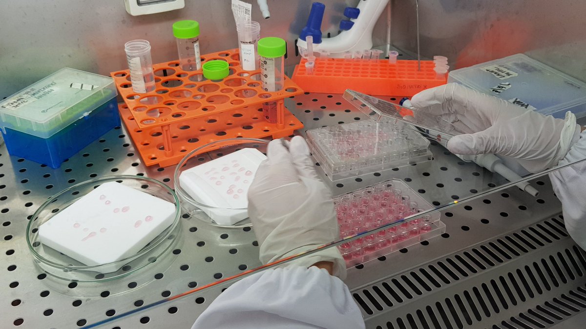 Bemic_BLab's tweet photo. Daily Life @Bemic_BLab  _ @MarianaINeves is a PhD student working on cell-laden alginate hydrogels as artificial 3D microenvironments👩🏻‍🏫 https://t.co/GXRM0SadyM