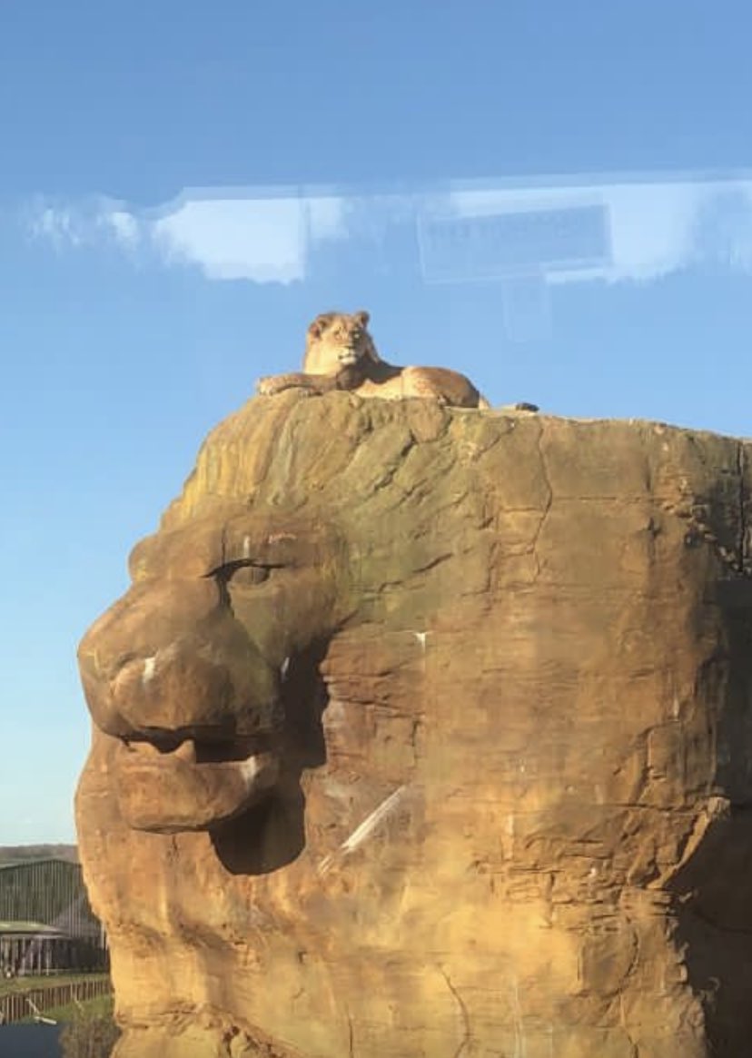 Real Lion King moment today for year 1 ⁦<a href="/AndertonPark/">AndertonParkPrimary</a>⁩ ⁦<a href="/WestMidSafari/">West Midlands Safari Park</a>⁩ ! Stunning day for all. Thanks ⁦⁦everyone, parents, children and staff for such an excellent day 🐼🐨🦡🐃🐎🐐🐍🐘🐆🐯🦁🦙🐅🦓🦘🦒🦥