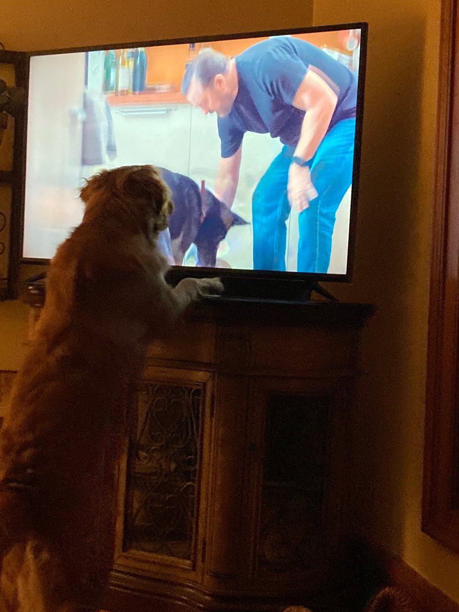 caliberpup's tweet photo. @rickygervais Fritz loves your show! https://t.co/hwGHnQ6t97