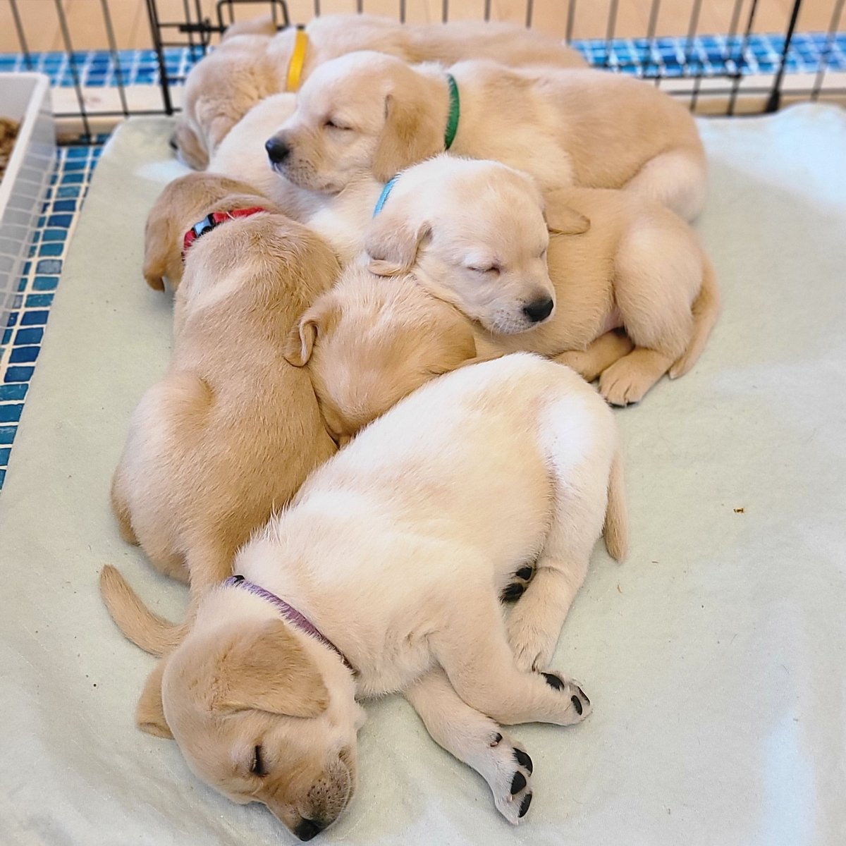 Monday Mornings < Puppy Snuggles

Did you know that 33 new puppies have joined our training program so far this year? Each one is currently being raised by one of our dedicated volunteers.