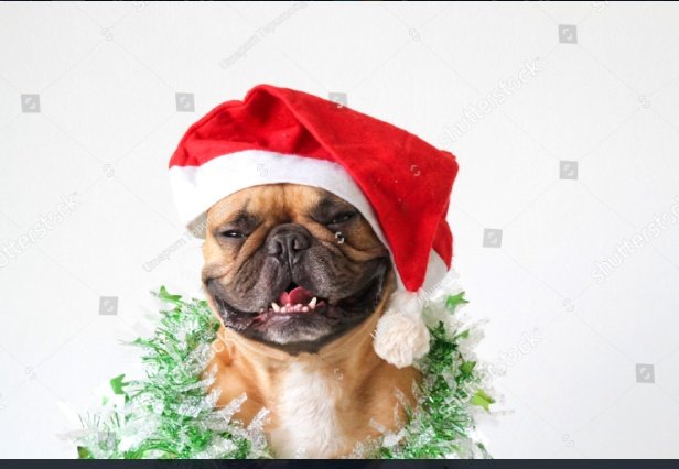 EtemikeA's tweet photo. #SantaShib #ChristmasWithSantaShib #BSCGems https://t.co/mahbC1ia0P