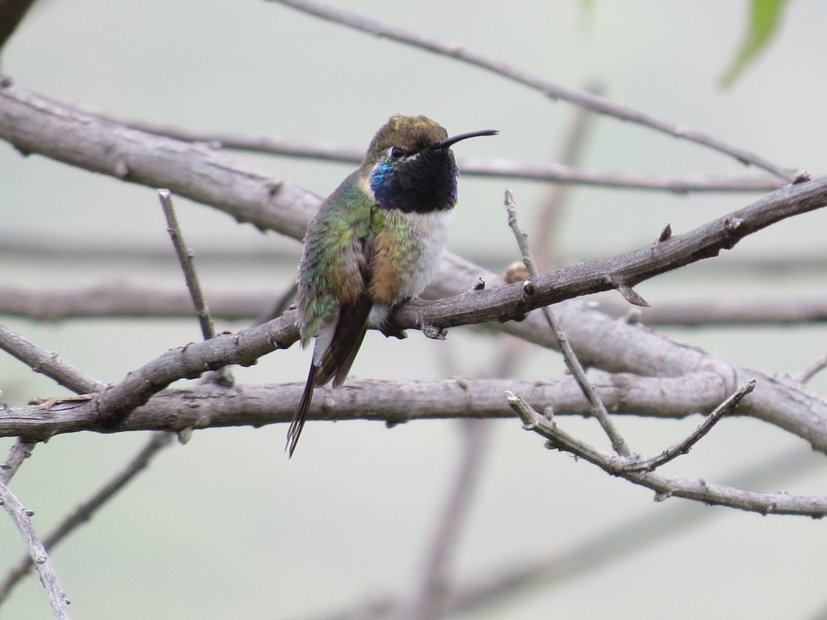 manuelroncal's tweet photo. Quindes de #Cajamarca y mucho más sobre rutas y lugares para observar aves en esta bella región https://t.co/3mS9DTuhOJ  #CajamarcaBiodiversa #UNC #IncaFinch https://t.co/huZbgnpKwF