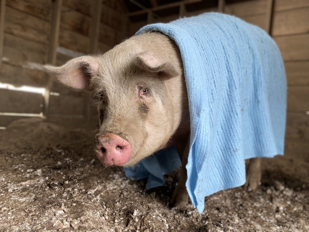 msEschmidt's tweet photo. Thank you @WascanaPlains families for a successful blanket-drive. Because of your donations, we were able to give over 210 blankets/towels to animal sanctuaries to help them stay warm this winter! 🐷🐮🐶
#bucketfilling #kindness #bekindtoanimals https://t.co/k6CggLwuT1