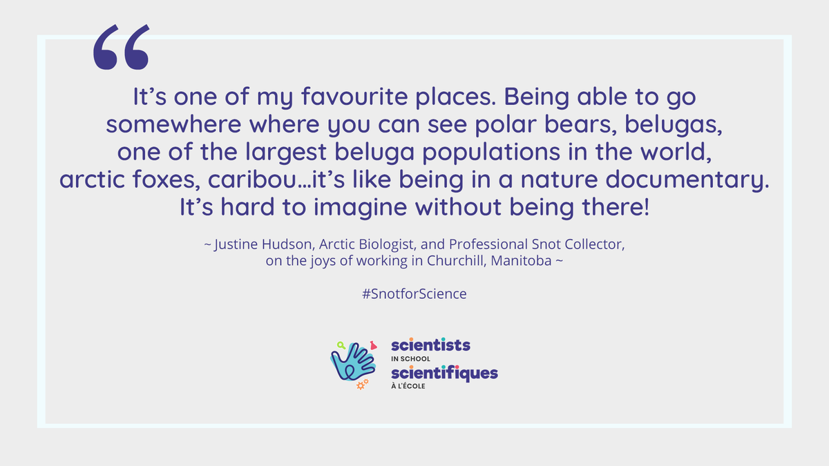 Sci_in_School's tweet photo. Churchill, Manitoba draws wildlife enthusiasts and research scientists from across the globe! Churchill is the polar bear AND beluga whale capital of the world.
@Justinehud shares her love of #snotforscience in the Arctic! Now on YouTube! https://t.co/gzjtEXxobJ https://t.co/DBJe58gVS2