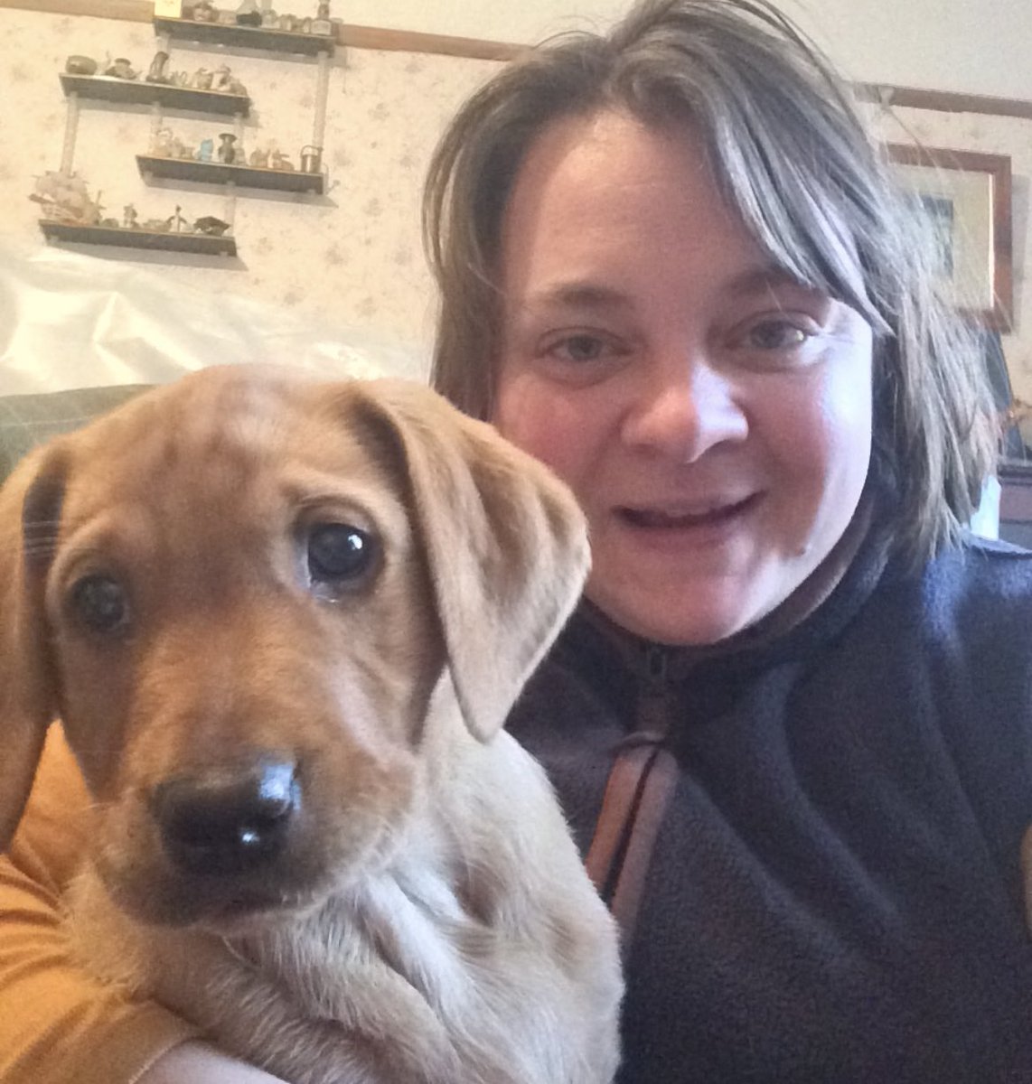 ReeveHelen's tweet photo. Four years with this little ginger legend. How it’s going and how it began 🥰 goodness, I love Molly dog #teamfoxred #foxredlab #bestfriendwithpaws🐾 https://t.co/ONPMT4g6U3